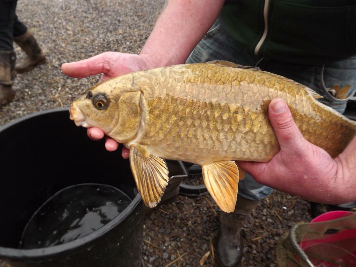 Marsh Water Ponds Fishery Kidwelly Exterior foto